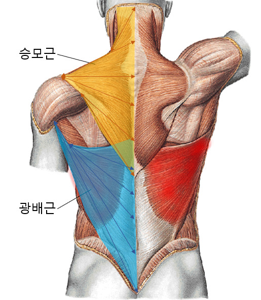 #바벨로우동작으로발달되는중요부위